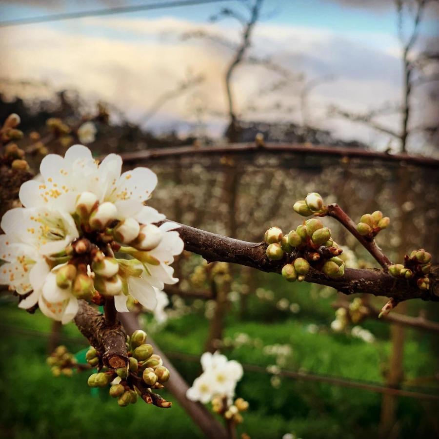 L'bloom *